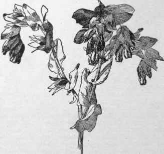 Cerinthe retorta. (X 1/3)