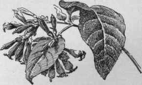 Cestrum elegans. (X 1/2)