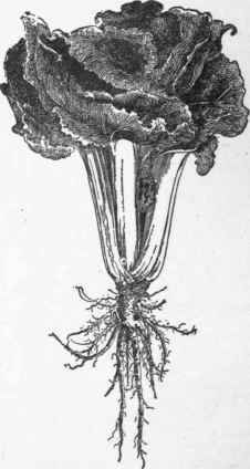 Chard, or sea kale beet.