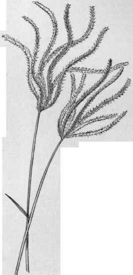 Chloris poly dactyla. (X 1/3)