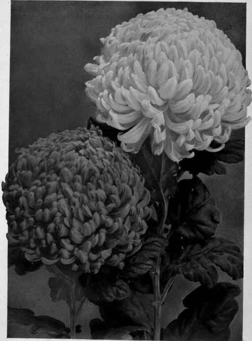 Chrysanthemum.   Two of the florist's types.