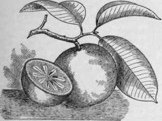 Chrysophyllum Cainito. (. X 1/3)