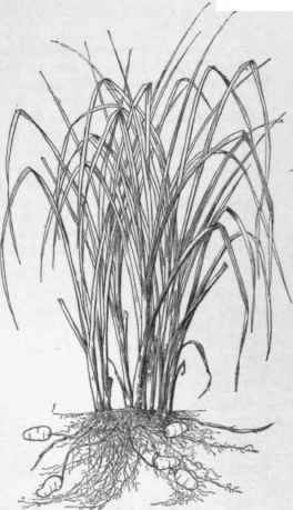 Chufa Cyperus esculentus. (X 1/3)