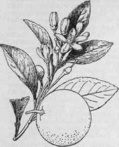 Citrus sinensis. (X 2/5)