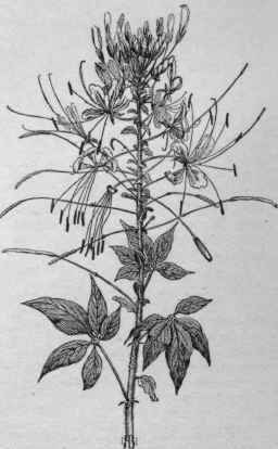 Cleome spinosa.