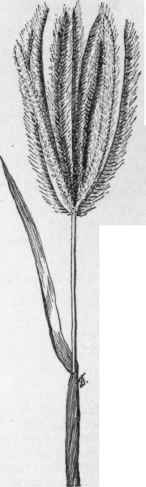 Clitoris elegans. (X 1/3)