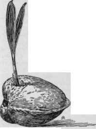 Coconut germinating.