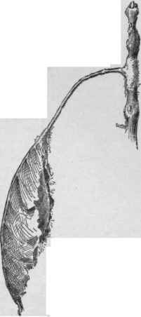 Cocoon of Pro methea moth.