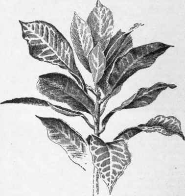 Codiaeum variegatum Baronne de Rothschild. (An example of form platyphyllum. )