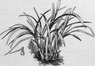 Coelia Baueriana.