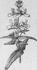 Collinsia bicolor variety alba. (X 1/2)