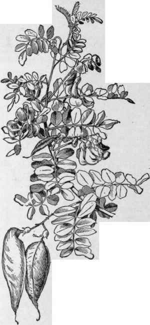 Colutea arborescens.