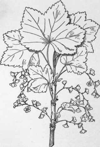 Common currant Ribes vulgare, in bloom. (X 2/3)