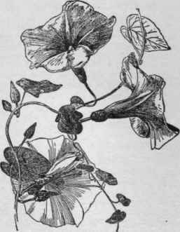 Convolvulus Sepium. (X 1/4)