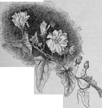 Convolvulus japonicus. (X 3/8)