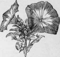 Convolvulus tricolor. (X 4/5)