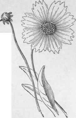 Coreopsis lanceolata. (X 1/2)