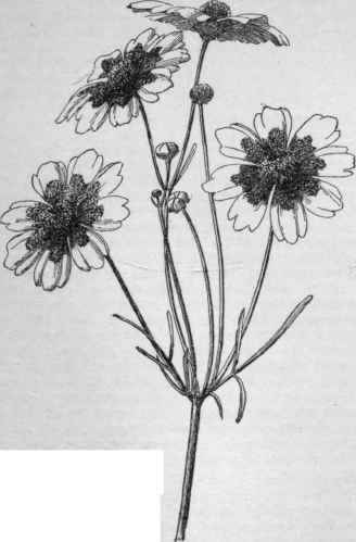 Coreopsis tinc toria Calliopsis elegans of gardens. ( X 1/2)