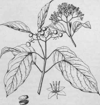 Cornus Baileyi. (Spray X 1/3)