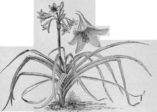 Crinum Powellii.