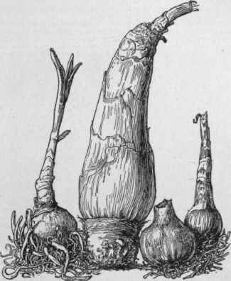 Crinum bulbs as named in the trade. Left to right, C. Moorei, C. giganteum, C. Kirkii, C. Powellii.