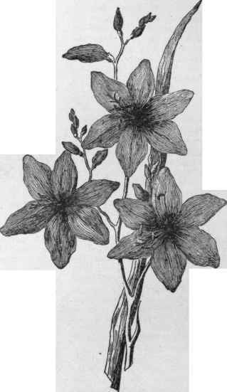 Crocosmia aurea variety imperialis. (X 1/2)