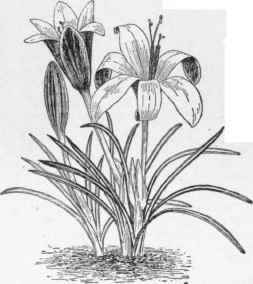 Crocus susianus. (X 1/2)