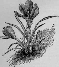 Crocus vermis. (X 1/3)