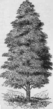 Cupressus Macnabiana. (From a cultivated tree.)