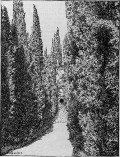 Cupressus sempervirens. Verona.