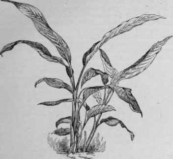 Curcuma petiolata leaves. (X 1/9)