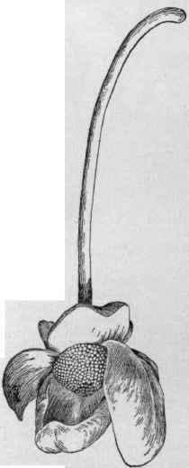 Cymbopetalum penduliflorum.