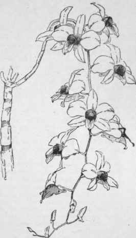 Dendrobium Phalaenopsis. (X 1/4)