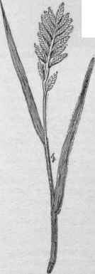 Desmazeria sicula. (X 1/2)