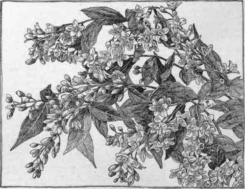 Deutzia gracilis. (X 1/2)