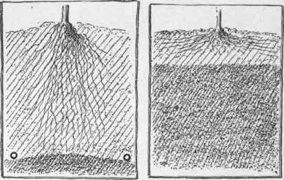 Diagrams to explain the effect of lowering the water table by means of under draining. On the undrained soil, the roots do not penetrate deep; and when droughts come, the plants suffer.