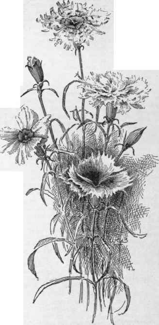 Dianthus chinensis. (X 1/3)