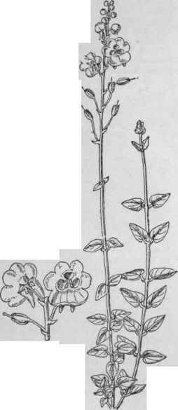 Diascia Barberae. (Plant X 1/3)