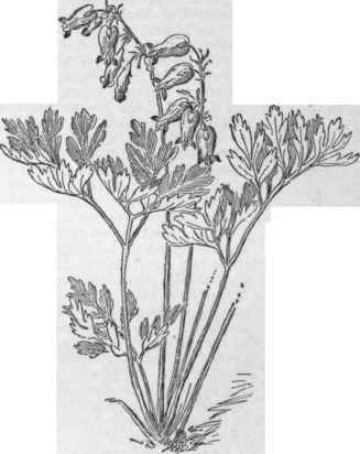 Dicentra formosa. (X 1/3)