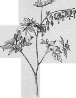 Dicentra spectabilis.   Bleeding heart. (X 1/4)