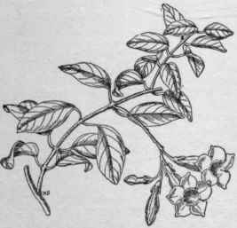 Dipladenia atropurpurea. (X 1/5)