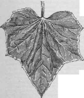 Disease of cucumber leaf. The dying margin indicates that the trouble is due to some interference with the food supply. (X 1/2)
