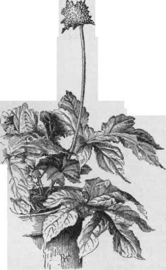 Dorstenia Contrajerva. (X 1/4)