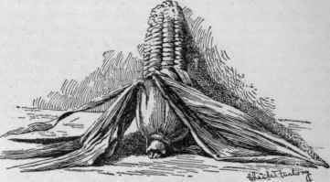 Early Marblehead sweet corn.