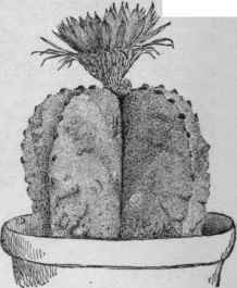 Echinocactus myriostigma. No. 50.