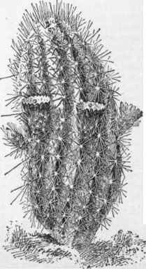 Echinocereus chloranthus.