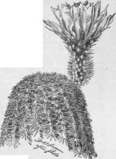 Echinocereus rigidissimus.