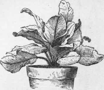Elaphoglossum crinitum.