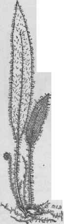 Elaphoglossum villosum. (X 1/3)