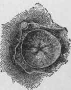 End of cocoon of Cecropia moth. Inside view, showing where the moth gets out.